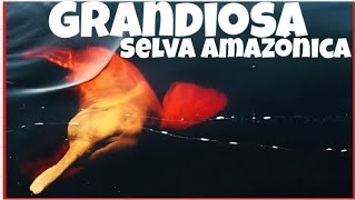 LA GRANDIOSA SELVA AMAZÓNICA EL PULMÓN DEL MUNDO [upl. by Oruam]