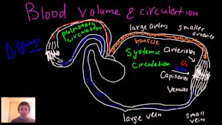 Blood circulation blood volume arteries arterioles capillaries venules and veins [upl. by Leinad]