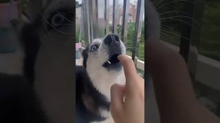 Drama husky compilation animal funny dog husky dogs doglover funnyvideo [upl. by Gies]