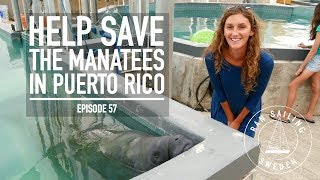 Help Save the Manatees in Puerto Rico  Ep 57 RAN Sailing [upl. by Georgianne]