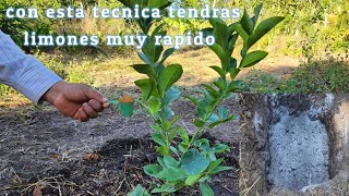 increíble siembra de limón para que tengas limones en muy poco tiempo 🍋 [upl. by Trisha850]