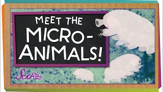 Meet the Microanimals [upl. by Cuthburt]