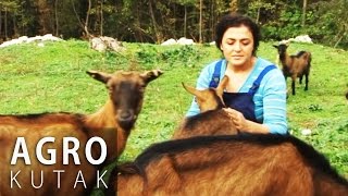 Agro kutak 8  Uzgoj koza i muznih krava [upl. by Uke]