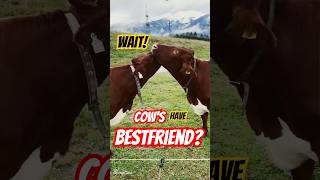 Cows Have Best Friends and They Get Jealous [upl. by Oliva]