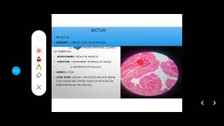 Histology Slides Series Episode 11  Histology of the Large Intestine Colon Appendix Rectum [upl. by Castora]