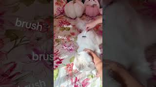 Immerse in Purrs A Ragdolls Grooming Routine🐱 aumuca ragdolls asmr petbrush cat fy catlover [upl. by Ertha]