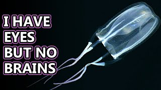 Box Jellyfish facts the most venomous animals   Animal Fact Files [upl. by Kciwdahc]