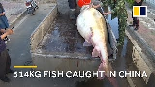 514kg endangered kaluga sturgeon caught in China [upl. by Ennovihc]