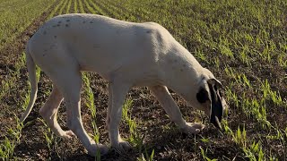 VLOG 2 CHASSE AU SANGLIER EN AVEYRON [upl. by Jilly]