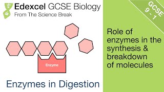 6 Edexcel GCSE Biology  Enzymes in the Synthesis and Breakdown of Molecules [upl. by Attekal136]