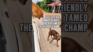 The Village Champ’s Challenge A Bark Turns to Regret animals [upl. by Cohette]