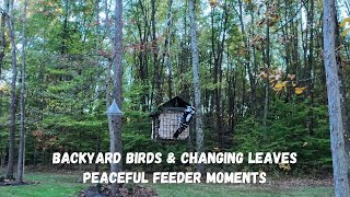 Backyard Birds amp Changing Leaves  Peaceful Feeder Moments  October 28 2024 4K Video [upl. by Renard]