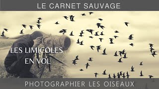 Photographier les oiseaux  les limicoles en vol [upl. by Leeland]