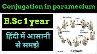 Conjunction in paramecium in Hindi  BSc [upl. by Simpkins460]