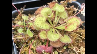 Drosera Prolifera Sundew Carnivorous Plant  Basic Information and Care  Queensland Sisters P2 [upl. by Abil997]