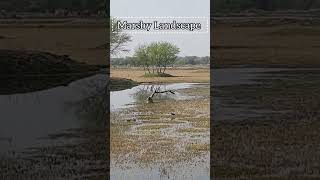 Marshy Landscapes in Keoladeo National Park gobharat [upl. by Kalasky419]