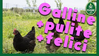 I BAGNI di SABBIA per la pulizia delle galline [upl. by Fritz]