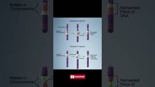 Paracentric Inversion Chromosomal Changes Explained [upl. by Boycey]