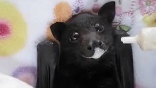 Questo pipistrello vi ruberà il cuore [upl. by Ushijima]