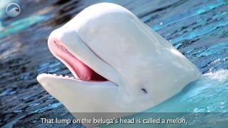 Animals of the Ice Beluga Whales [upl. by Ellehcen]