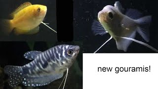 New gouramis with goldfish [upl. by Eatnad]