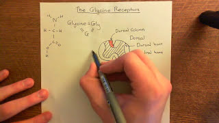 The Glycine Receptors Part 1 [upl. by Calvina]