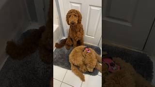 There was a tornado so we had to camp out in the bathroom dogsoftiktok dog goldendoodlepuppy [upl. by Ayidan]