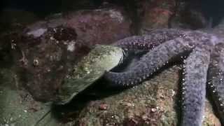 Abalone surprising maneuver to escape seastar [upl. by Dorolice]