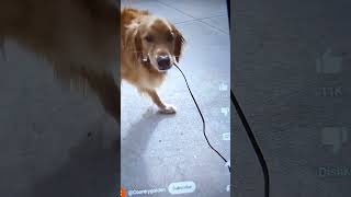 dog try to get new tv and its not broken so dog did that tv broken on purpose [upl. by Neerroc502]