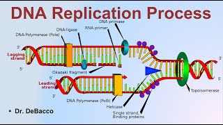 DNA Replication Process [upl. by Tolley]