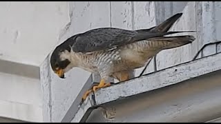 Faucon pèlerin 85  Peregrine falcon  Falco peregrinus [upl. by Inalaehon]