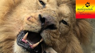 Close up Male Lion Eating a Chunk of Meat [upl. by Noonberg512]