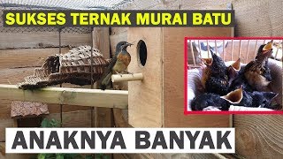 Cara Ternak Murai Batu Pemula Agar Sukses PANDUAN LENGKAP [upl. by Derry568]