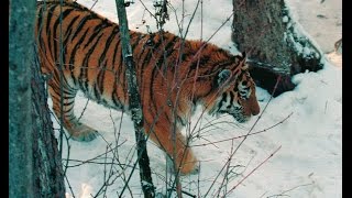 Field diary by Pavel Fomenko the tiger census coordinator [upl. by Odnomar]