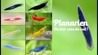 Wie schlimm sind Planarien im Aquarium Du bist was du isst von Chris Lukhaup [upl. by Eelsew]