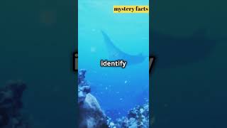 quotTop 3 Fascinating Facts About Manta Rays You Need to Knowquot shorts facts [upl. by Mallin]