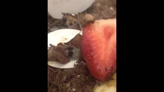 Vampire Moth Calyptra canadensis Piercing a Strawberry [upl. by Perrins]