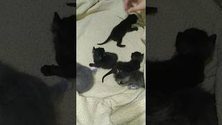 ya estan creciendo los gatitos de la Gata bombay Shorts animales y mascotas felino peludo [upl. by Acired]