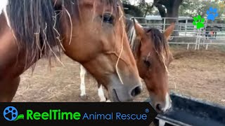 From Seizure to Sanctuary The Latest Update on the Bastrop Gang  Meadow Haven Horse Rescue [upl. by Ateekahs]