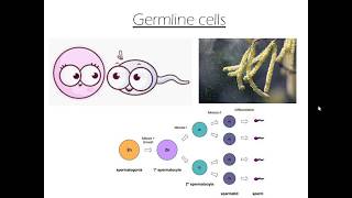 1a Division of Somatic and Germline cells [upl. by Gehlbach]