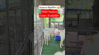 Saanen Buddies  Male Saanen Goats Available [upl. by Nyram996]