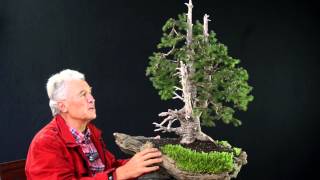 INTERNATIONAL BONSAI ACADEMY with Walter Pall 2013  Case Study 6 Picea abies yamadori [upl. by Atinwahs364]