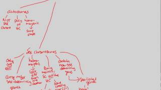 Chromsomes  Sex Chromosomes I  BIALIGYcom [upl. by Notnelc]