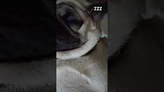 Simba is slepping in every night zZz dog pug sysy gelpen pigthepug pugpals lovepup pugnatio [upl. by Airelav31]