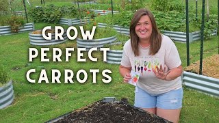 How to Grow Perfect Carrots Full Guide from Seed to Harvest [upl. by Goldner714]