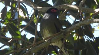 Figbird at a local park [upl. by Rehotsirk]