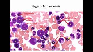 Hematopoiesisidentification of cells [upl. by Orrin908]