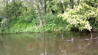 Grosse attaque de brochet à vue [upl. by Pressman]