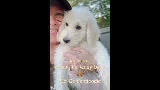 Jackson is a real life teddy bear sweet and snuggly F1b Goldendoodle ready to be your best pal [upl. by Furlani]