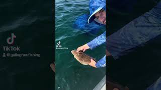 Summer Flounder Fluke Released [upl. by Tuckie]